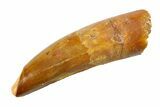 Fossil Spinosaurus Tooth - Feeding Worn Tip #351548-1